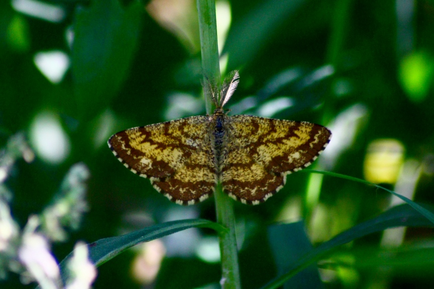 ematurga atomaria?